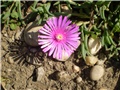 delosperma